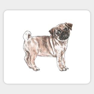 Cute Sad Pug - (in colour) Sticker